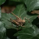 Hvordan justerer jeg farvemængden på min airbrush?